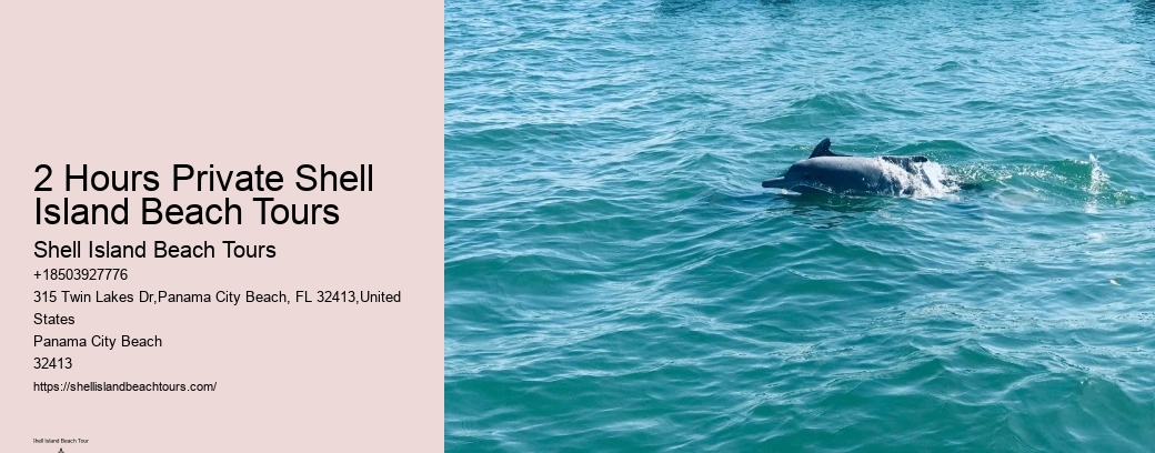 2 Hours Private Shell Island Beach Tours