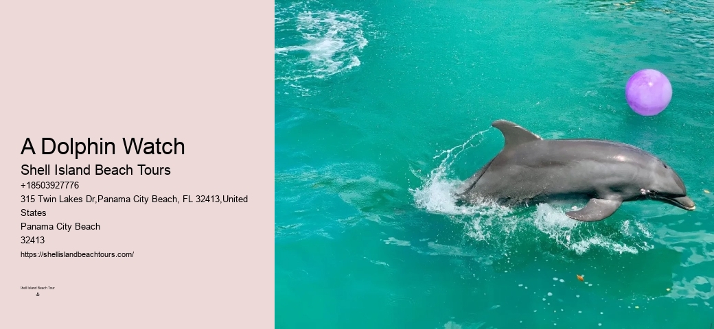 Elite Dolphin Spotting with Snorkeling
