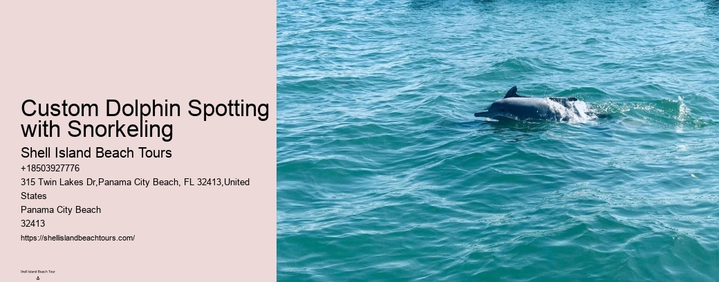 Custom Dolphin Spotting with Snorkeling