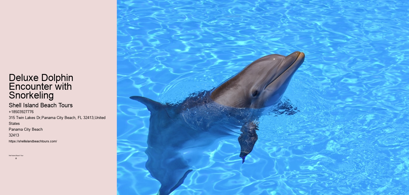 Deluxe Dolphin Encounter with Snorkeling