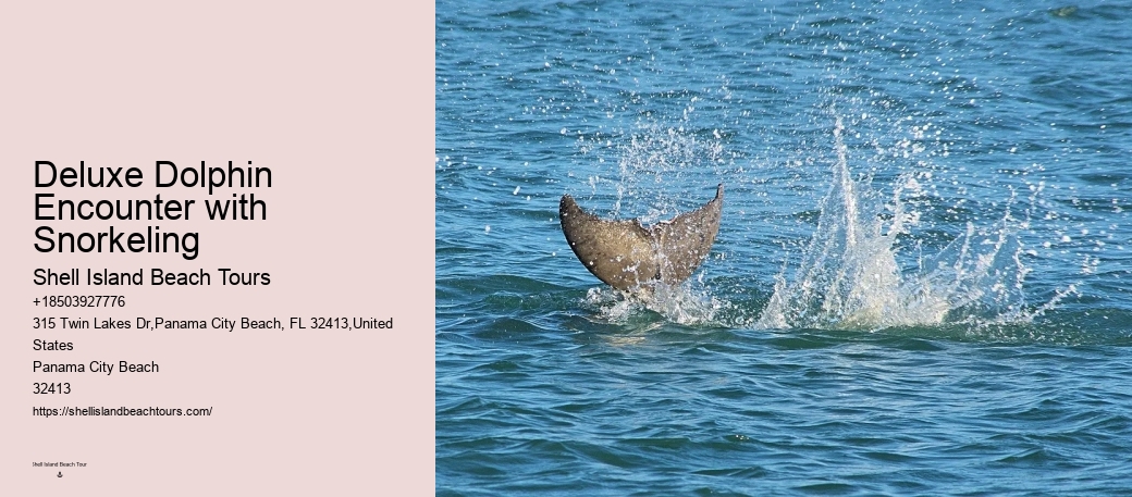 Dolphin Boat Trips PCB