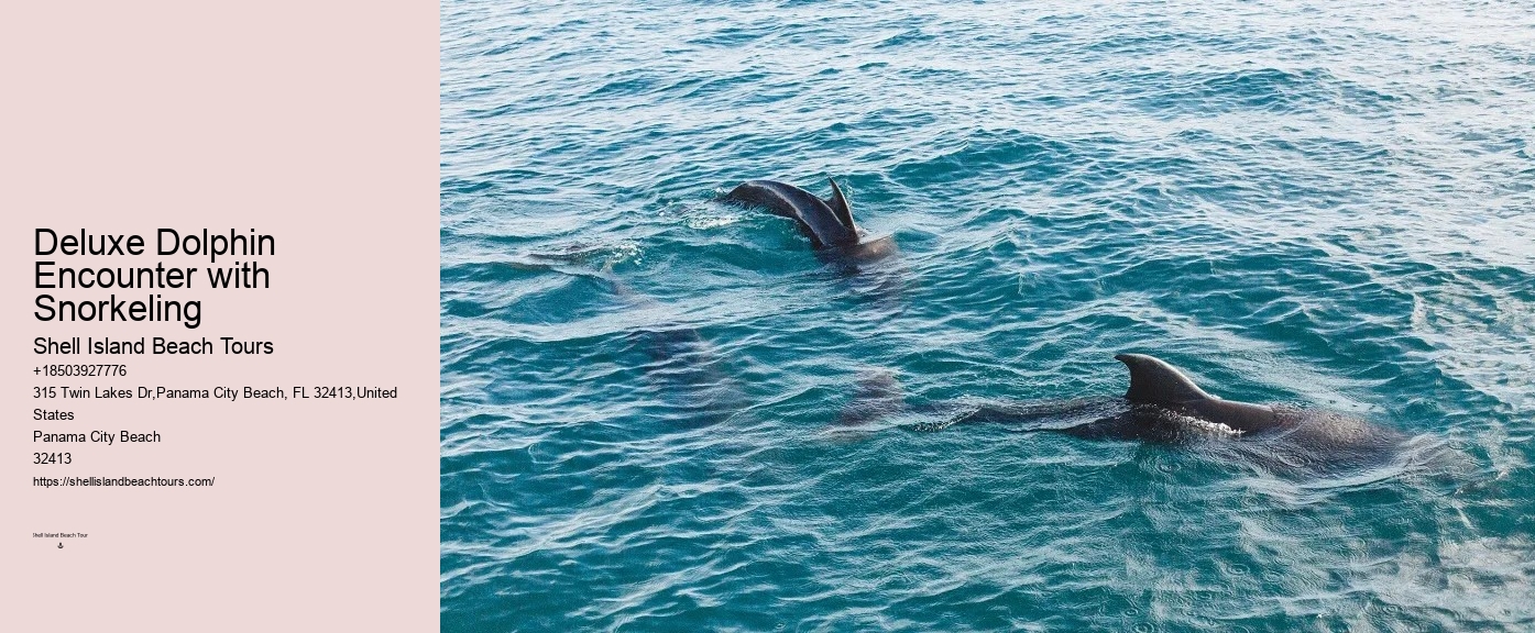 Guided Dolphin Spotting and Snorkeling
