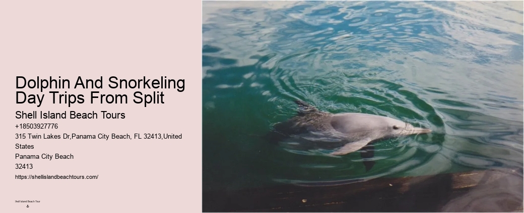 Dolphin watching adventures in Panama City Beach