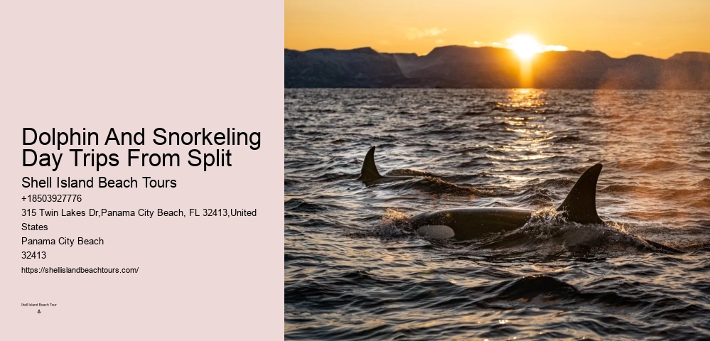Premium Dolphin Expedition with Snorkeling