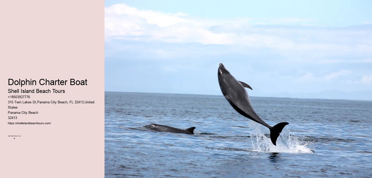 Dolphin Boat Tours PCB