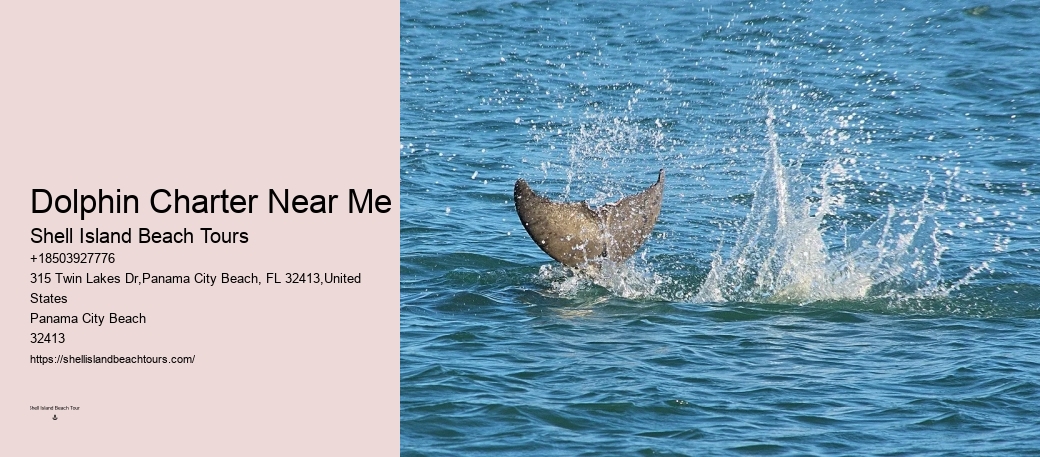 Panama City Beach Dolphin Swim