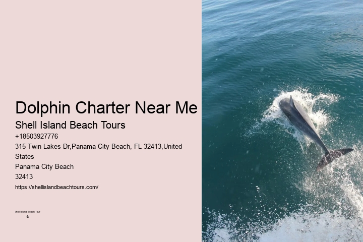 What Month Is Best For Dolphin Watching