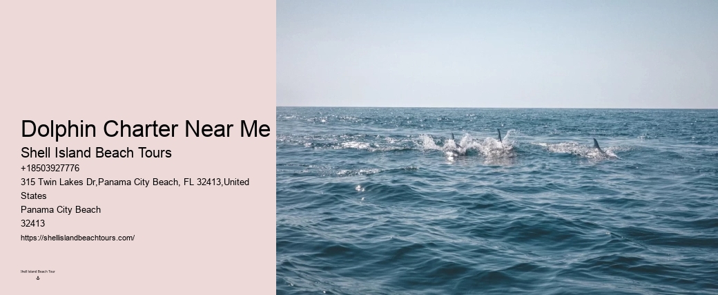 Bespoke Dolphin Encounter with Snorkeling