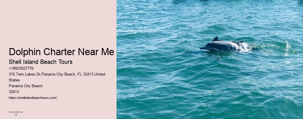 Dolphin Charter Near Me