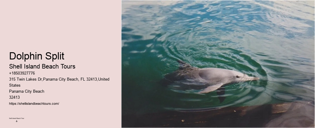 Split Luxury Snorkeling And Dolphin Charters