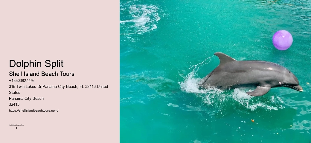 Panama City Beach Catamaran Snorkel Dolphin Swim Cruise