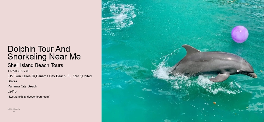 What Should You Wear When Swimming With Dolphins