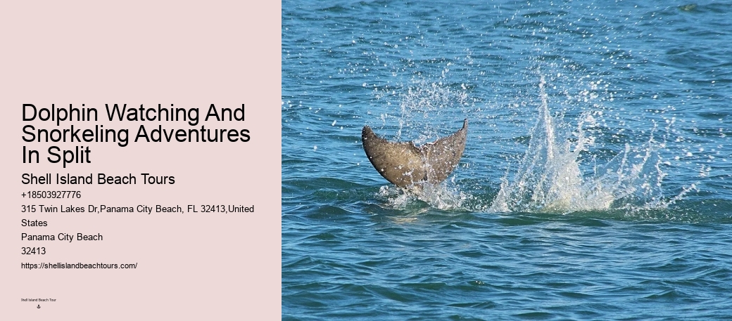 Dolphin Tours And Travels