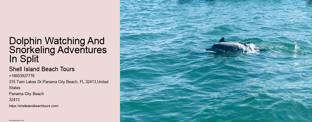Dolphin Watching And Snorkeling Adventures In Split