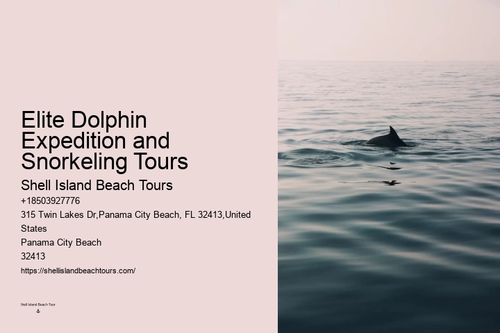Elite Dolphin Safari with Snorkeling