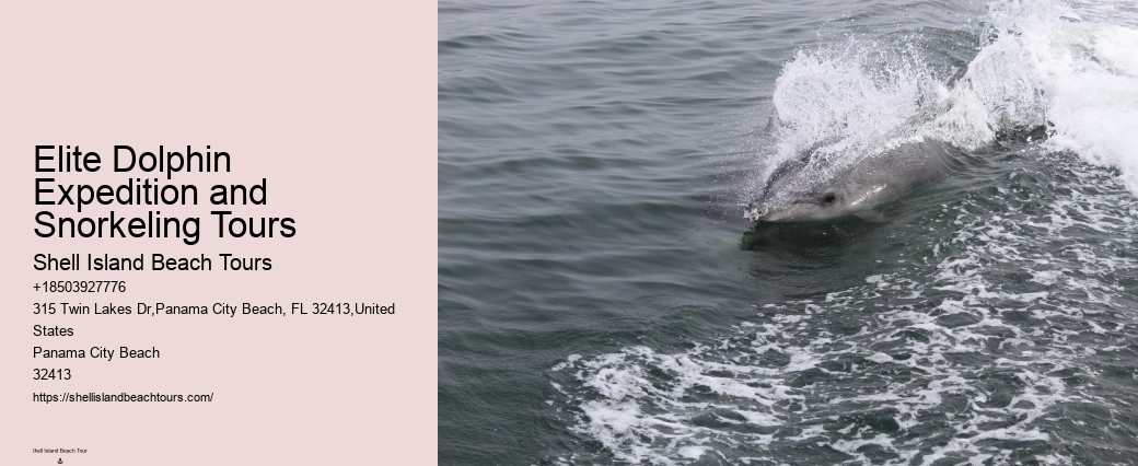 Custom Dolphin Encounter and Snorkeling