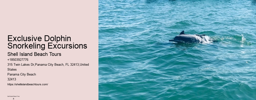 Exclusive Dolphin Snorkeling Excursions