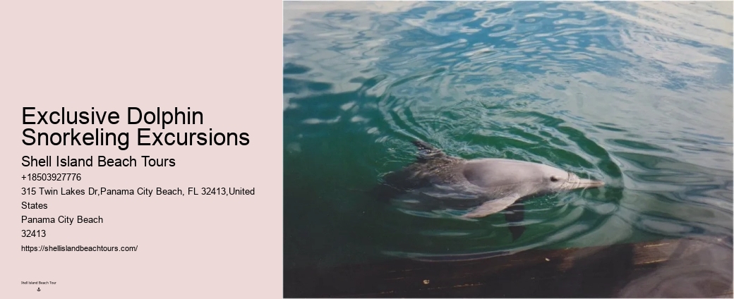 Split Full-day Dolphin Watching And Snorkeling Tours
