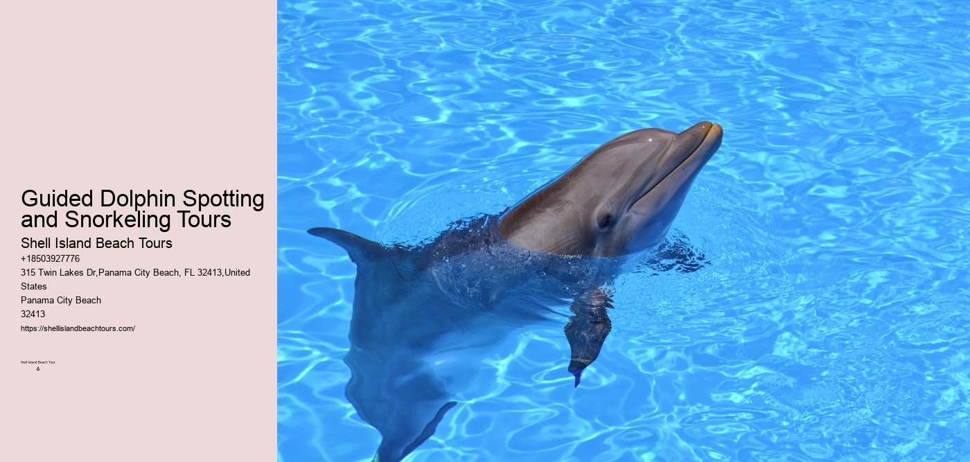 Guided Dolphin Spotting and Snorkeling Tours