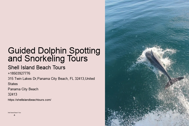 Intimate Dolphin Discovery with Snorkeling