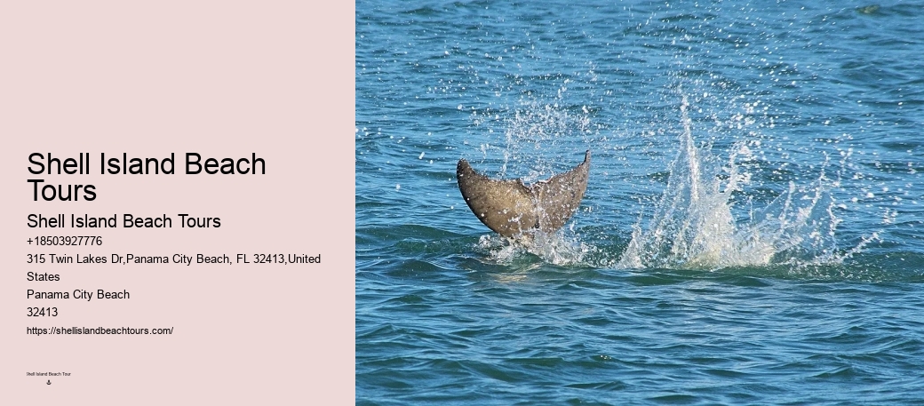 Dolphin's Dark Side Uncovered: The Shocking Truth