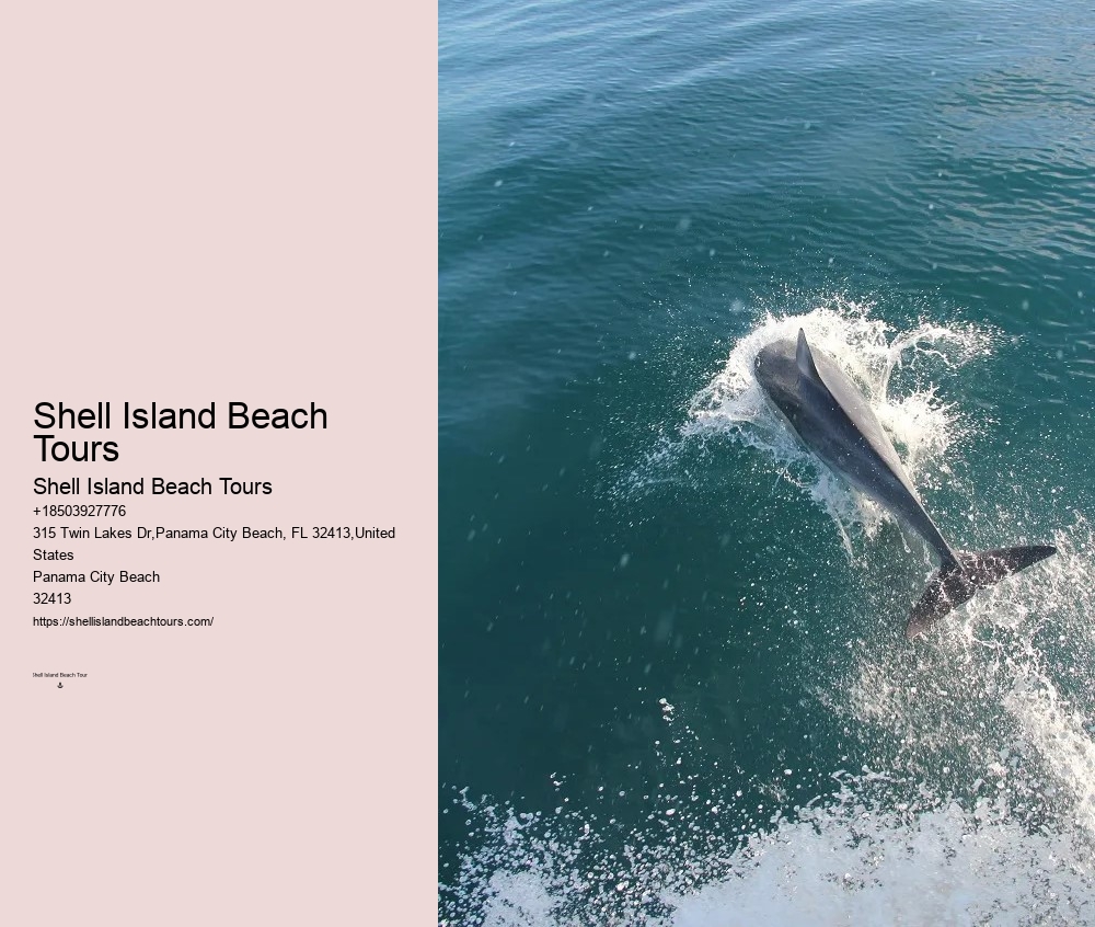 How To Interact With Wild Dolphins