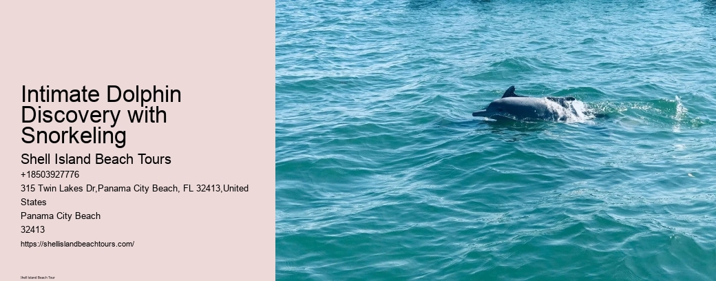 Intimate Dolphin Discovery with Snorkeling