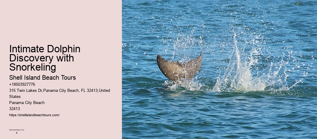 Custom Dolphin Spotting and Snorkeling