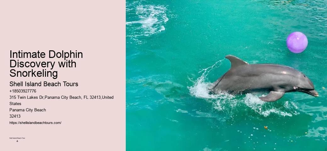 Split Dolphin Spotting And Snorkel Trips