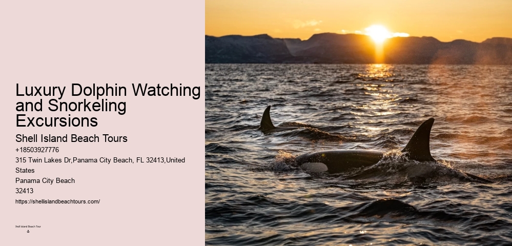 2 Hours Private Dolphin Tour
