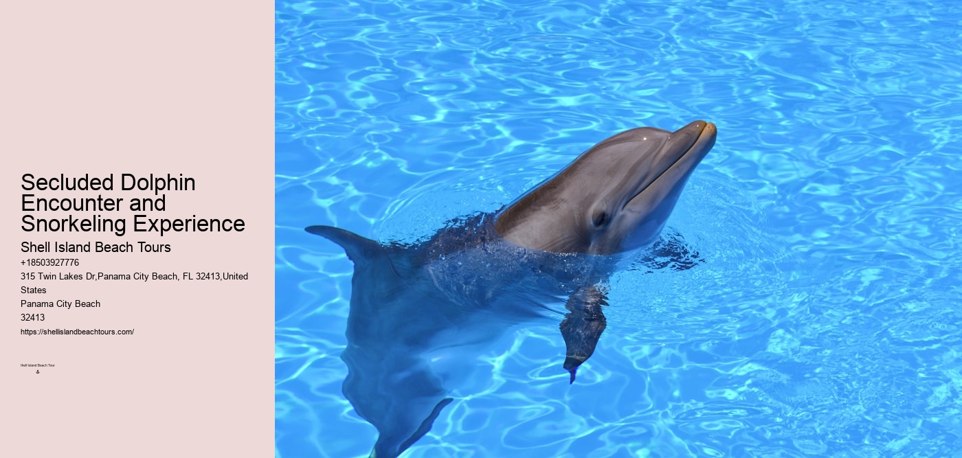 Secluded Dolphin Encounter and Snorkeling Experience