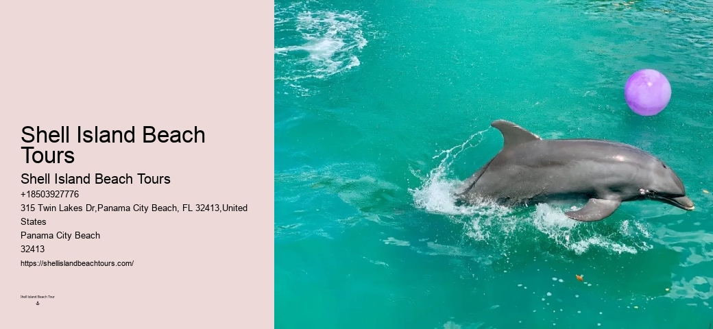 Do You Need A Wetsuit To Swim With Dolphins