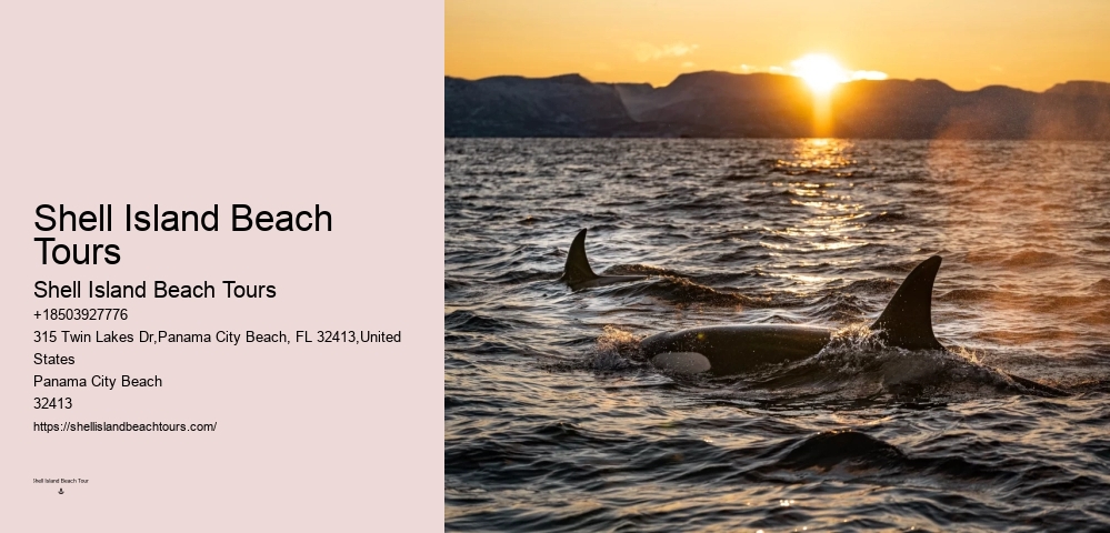 Panama City Beach Dolphin Tours & More