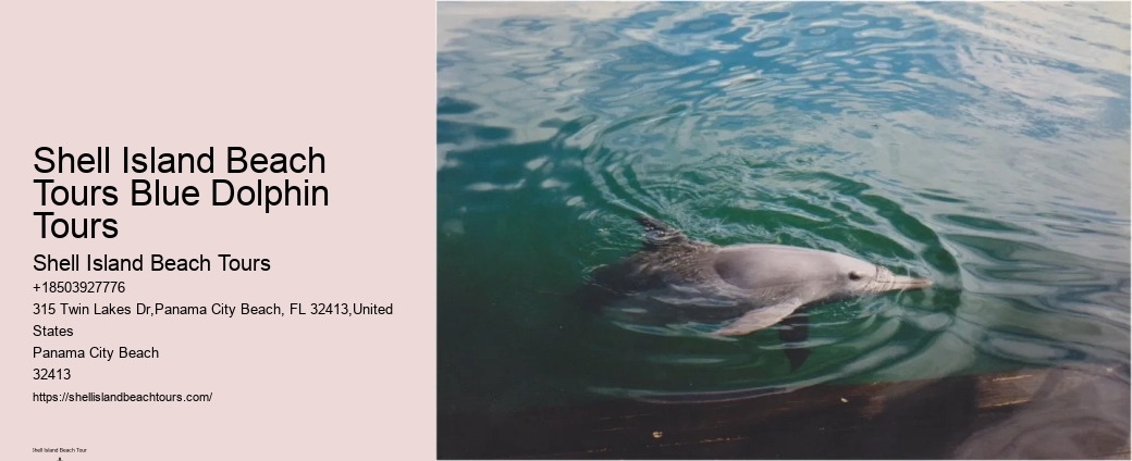 VIP Dolphin Swim and Snorkeling Tours