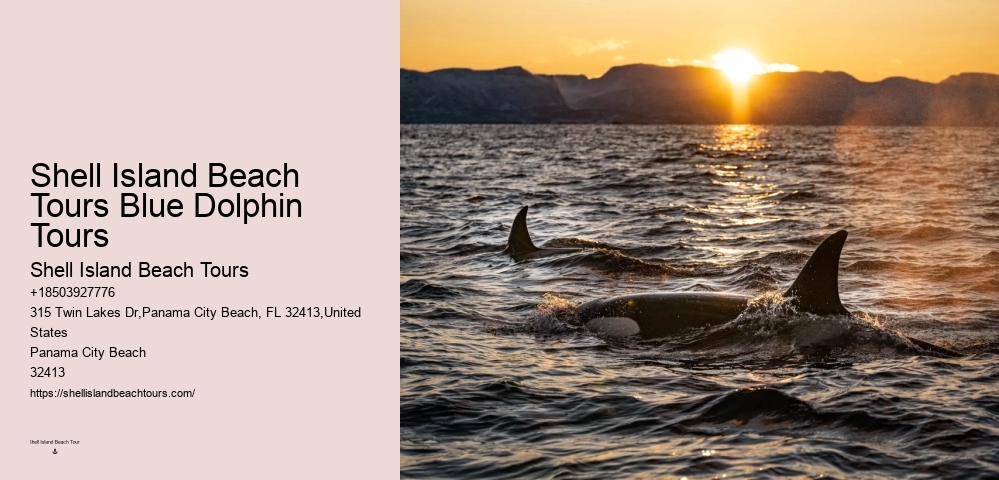 Do Dolphins Try To Protect Humans