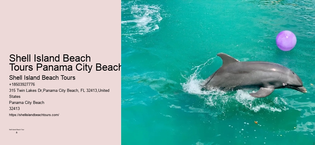 Individual Dolphin Encounter and Snorkeling Tours