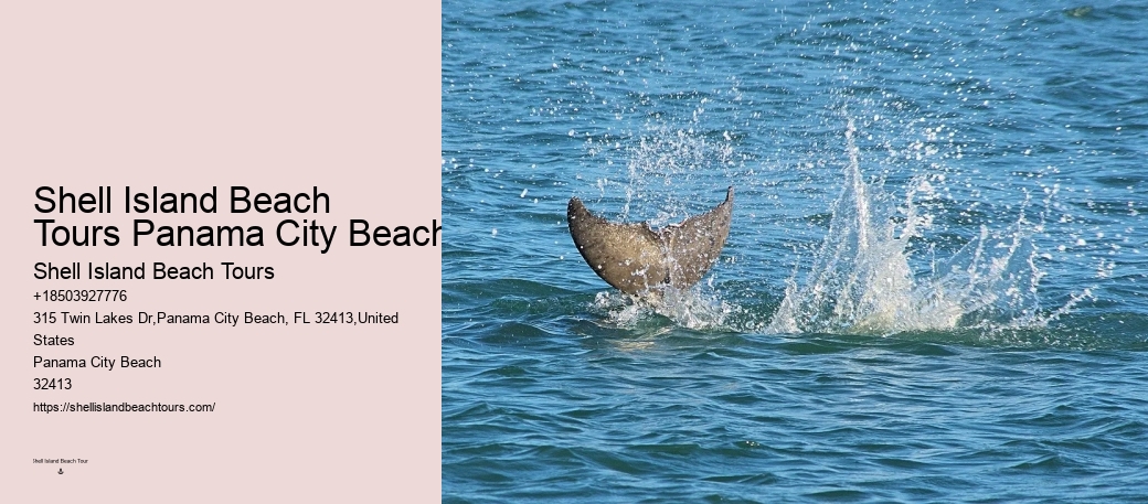Must-haves For Your Dolphin Cruise