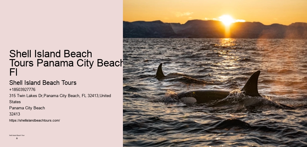 What Time Of Day Are Dolphins Most Active
