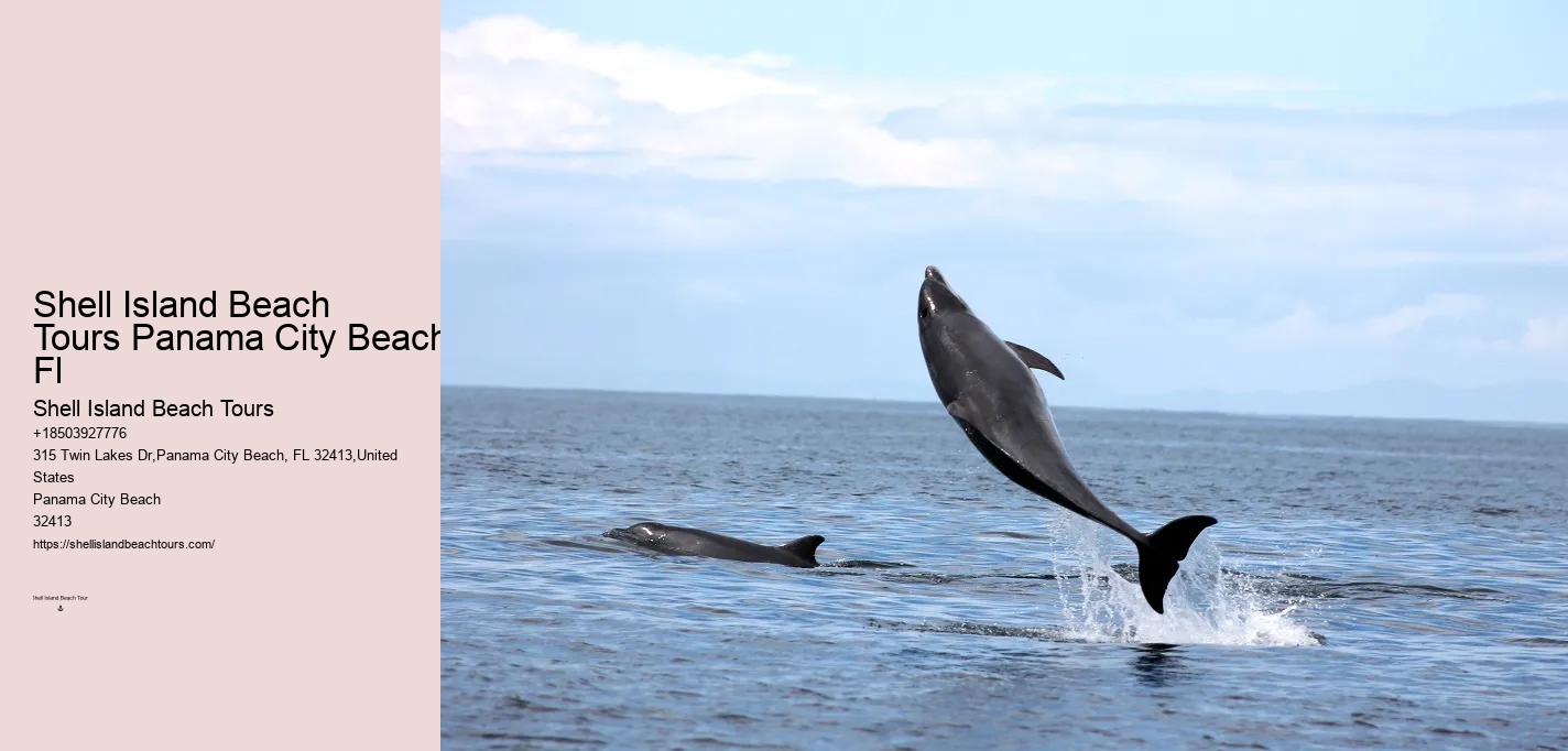 Dolphin And Snorkeling Combo Tours Departing From Split