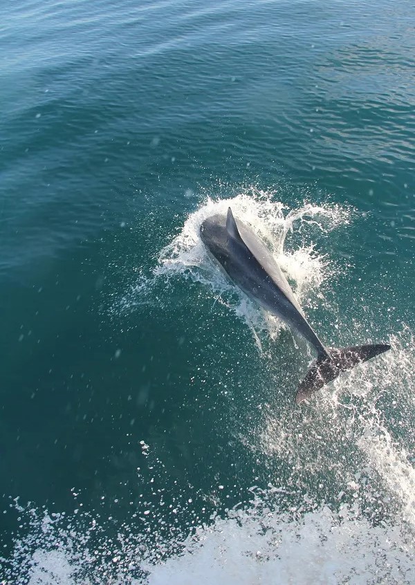 Get Started With Your Dolphin