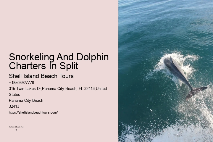 Custom Dolphin Encounter and Snorkeling Adventures