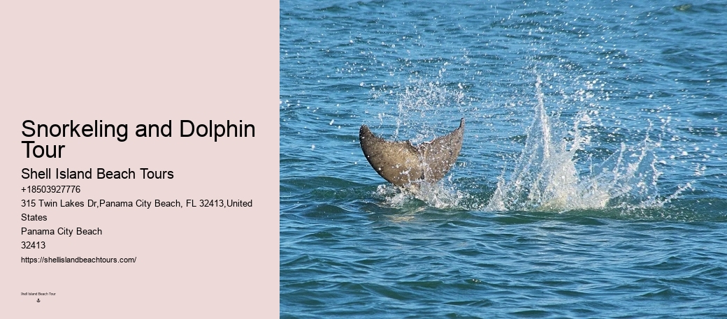 Exclusive Dolphin Discovery and Snorkeling Trips