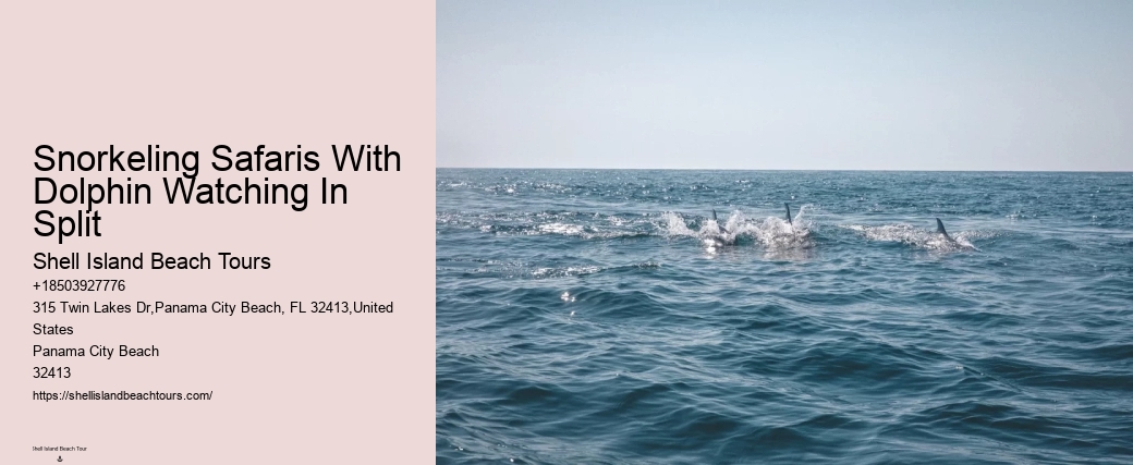 Bespoke Dolphin Safari and Snorkeling Trips