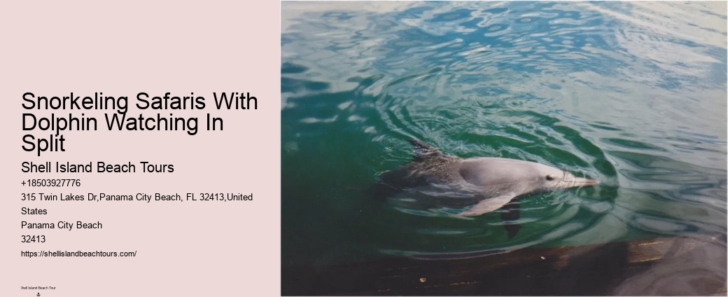 Snorkeling Safaris With Dolphin Watching In Split