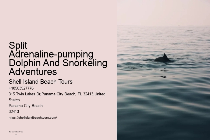 Top 20 Panama City Beach Dolphin Cruises & Tours 2024