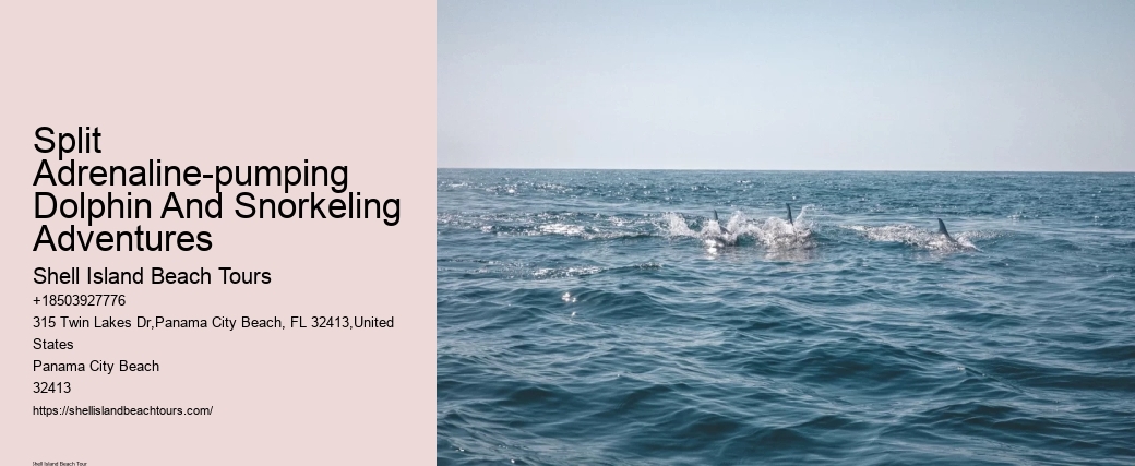 The Magic Of Dolphin Watching: Best Times And Locations