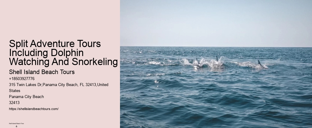Split Exclusive Snorkeling And Dolphin Watching Charters