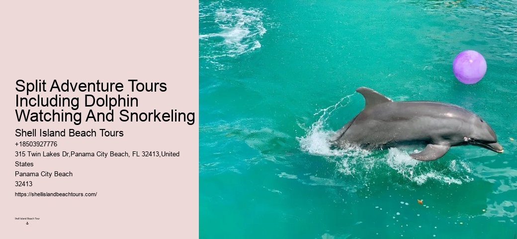 Split Snorkeling And Dolphin Watching For Beginners