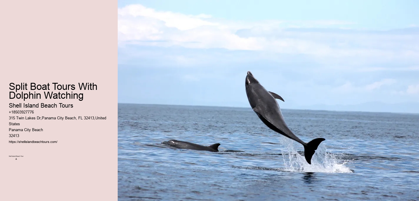 Split Exclusive Dolphin And Snorkeling Experiences
