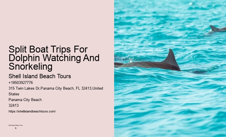 Dolphin spotting tours in Panama City Beach